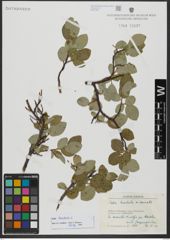 Foto von Salix hastata L.